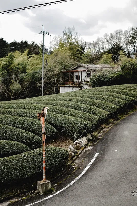 What Is Gyokuro? Shade-Grown Tea and How to Brew It