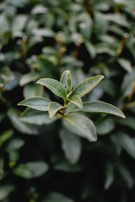 Gyokuro