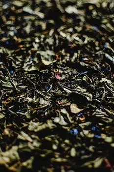 White Tea