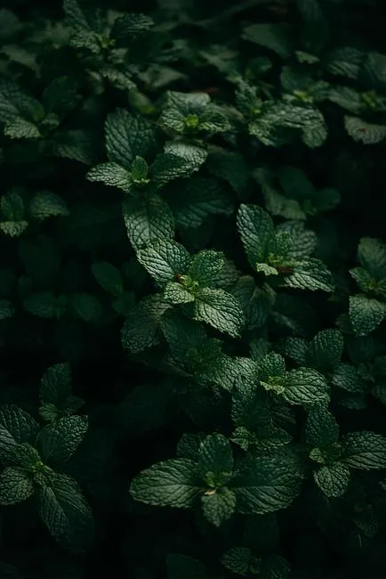 Peppermint