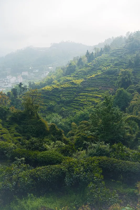 A Short History of Tea: From Yunnan to Every Kitchen