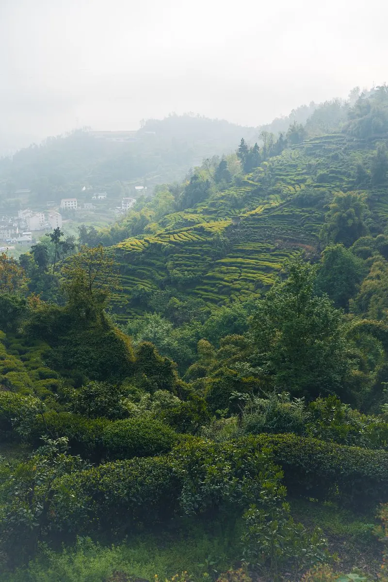 A Short History of Tea: From Yunnan to Every Kitchen