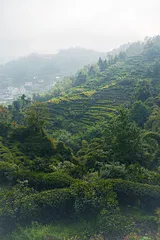 A Short History of Tea: From Yunnan to Every Kitchen