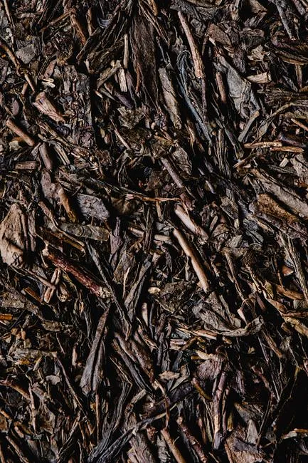 Hojicha