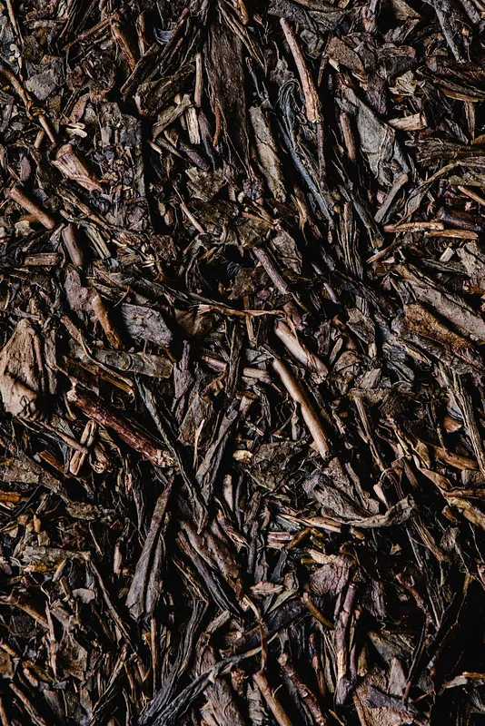 Hojicha and Genmaicha: Japan's Roasted and Toasted Teas