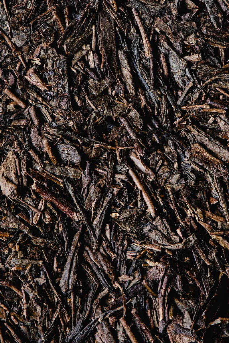 Hojicha and Genmaicha: Japan's Roasted and Toasted Teas