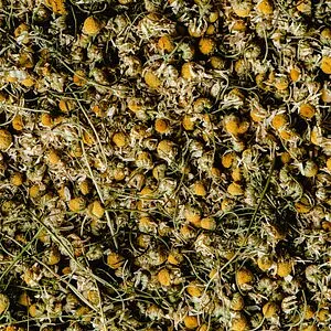 Chamomile