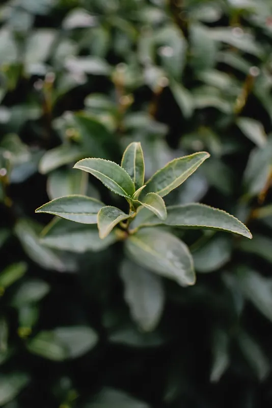 Sencha, Gyokuro, Hojicha, and More: The Types of Japanese Green Tea