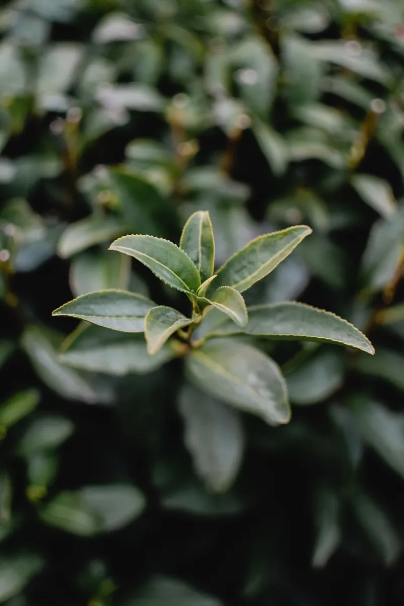 Sencha, Gyokuro, Hojicha, and More: The Types of Japanese Green Tea