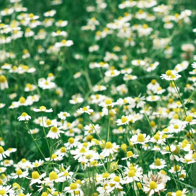 Chamomile
