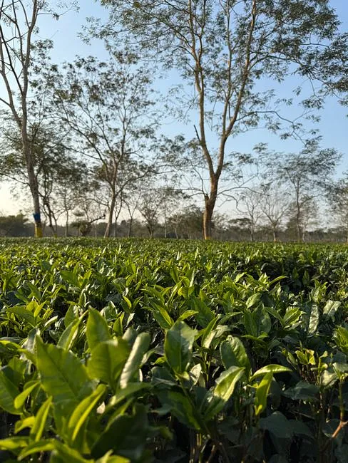 Assam